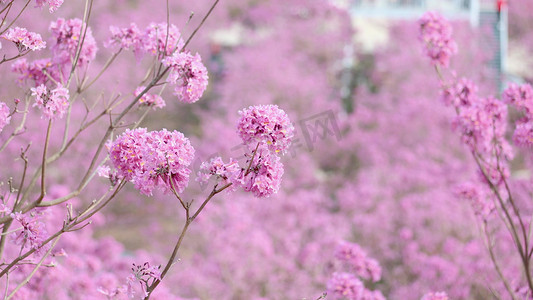 春天漫山遍野盛开粉色风铃花