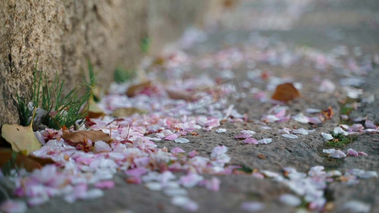 春天上海摄影照片_上海樱花园地上飘落的樱花花瓣