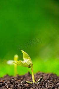 立春白天发芽室内植物摄影图配图