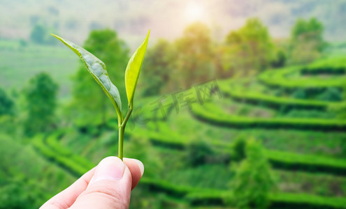 红色茶叶礼盒摄影照片_茶园茶叶茶叶茶叶创意合成创意合成摄影图配图