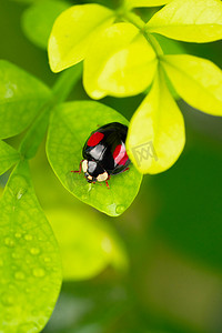 昆虫动图摄影照片_瓢虫昆虫户外绿叶摄影图配图