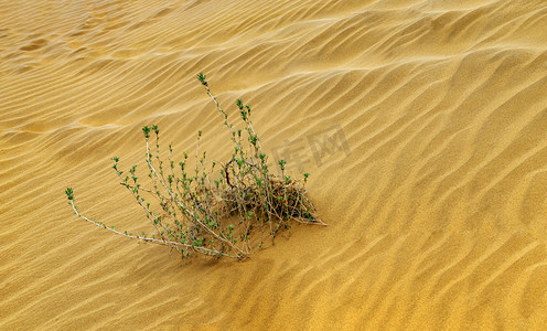 沙漠植物素材摄影照片_沙漠植被上午植物春季素材摄影图配图