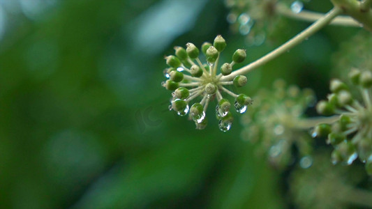 雨中绿叶水珠滴落