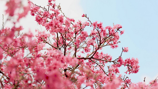 桃花花摄影照片_春季春天樱花季盛开的樱花树