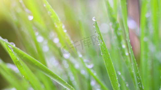 春天秋雨谷雨露水惊蜇