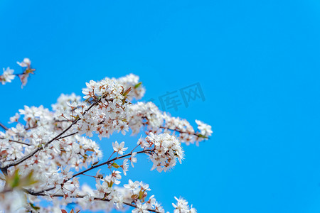 樱花背景摄影照片_蓝色天空下盛开的樱花摄影图配图
