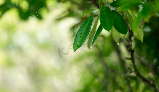 平面绿植矢量摄影照片_春雨树叶上的雨滴风光摄影图配图