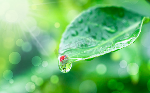 谷雨植物摄影照片_谷雨谷雨植物瓢虫户外雨珠摄影图配图