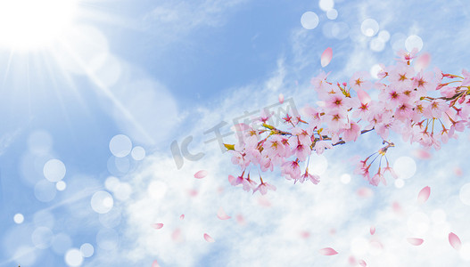 春季摄影照片_樱花春天粉色樱花蓝天白云飘落摄影图配图
