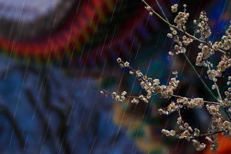 谷雨吃春摄影照片_谷雨春天谷雨桃花古建桃花自然风光摄影图配图