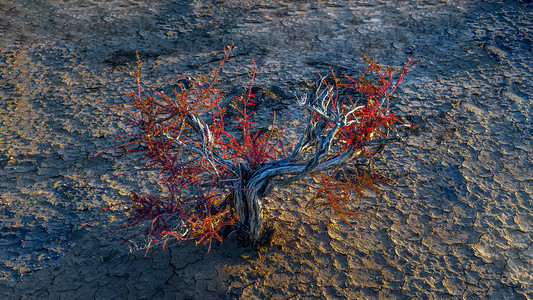 胡杨树苗春季种植下午树苗春季素材摄影图配图