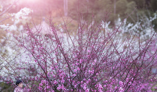 温州市江沿村梨花谷下午花朵景区景区摄影图配图