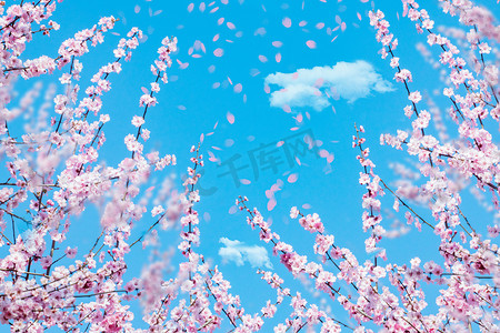 飞舞的仙鹤摄影照片_春暖花开春天樱花蓝天飞舞摄影图配图