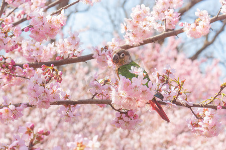 春日来信摄影照片_春日樱花与枝头栖息的小鹦鹉摄影图配图