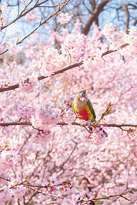 风景摄影照片_春天樱花丛中的小鹦鹉摄影图配图