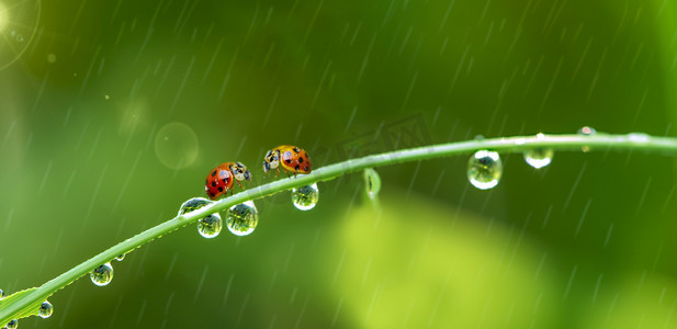 二十四节气谷雨谷雨植物瓢虫植物下雨摄影图配图