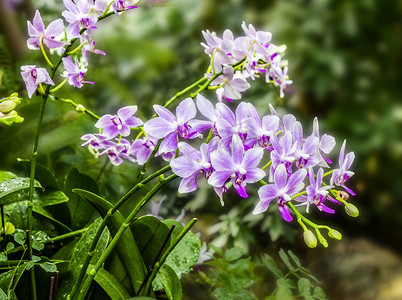 春天鲜花摄影照片_鲜花白天蝴蝶兰春天特写摄影图配图