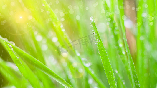 谷雨春天春天植物露水植物谷雨下雨摄影图配图