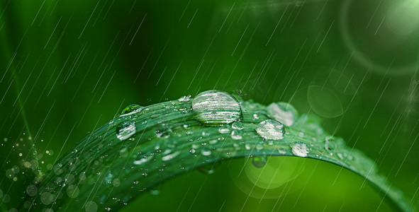 ps海报谷雨摄影照片_二十四节气谷雨谷雨植物水珠植物下雨摄影图配图
