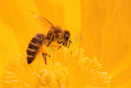 摄影照片_实拍蜜蜂采蜜特写高清摄影图上午蜜蜂室外采蜜摄影图配图