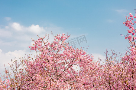 春天樱花蓝天花朵春季摄影图配图