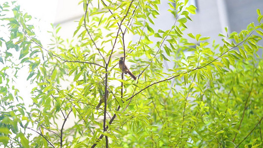 小鸟春天摄影照片_春天树上成双的鸟儿
