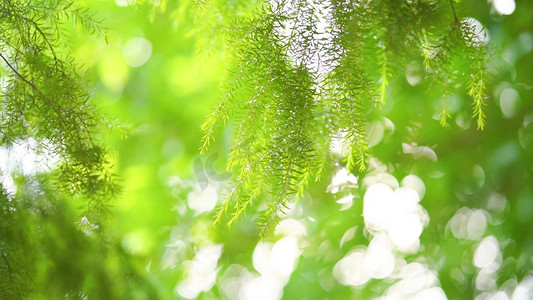 热带植物插画摄影照片_春天唯美意境阳光透过植物风光