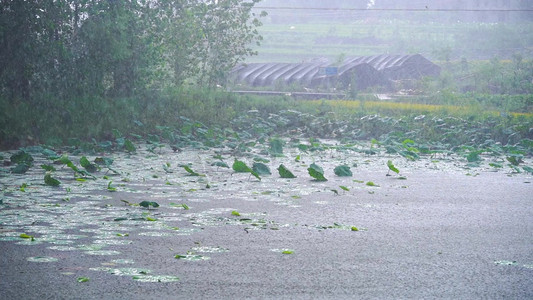 暴雨摄影照片_实拍夏日暴雨下雨