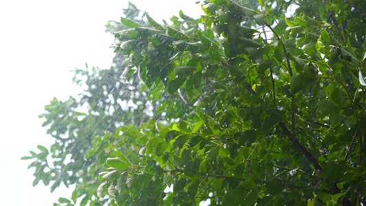 雷雨课文摄影照片_夏日倾盆大雨雷雨暴雨暴风雨