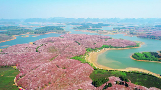 春日风景摄影照片_航拍俯瞰贵州平坝樱花园花海