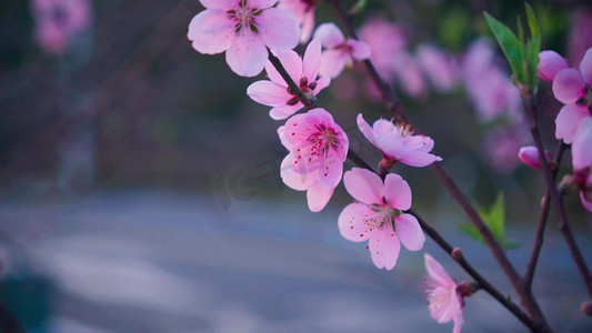 粉色花瓣漂浮素材摄影照片_春天桃花