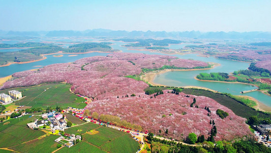 中国风手绘风景摄影照片_俯瞰贵州平坝樱花园花海