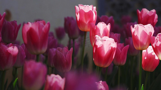 粉色郁金香花朵春天植物风景实拍