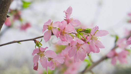 粉色樱花春天花朵春暖花开