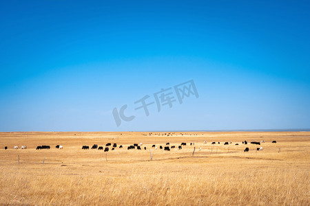 青海湖的高原牧场和牦牛摄影图配图