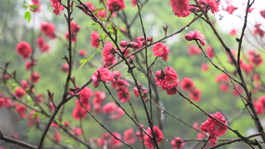 春天花朵盛开红色碧桃花