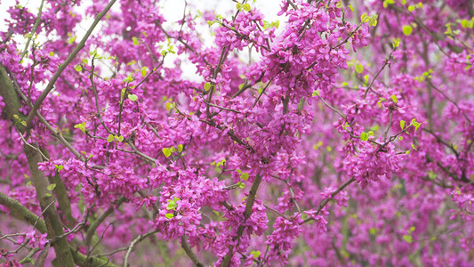 宫粉紫荆花摄影照片_春天风景花朵紫色花朵紫荆花