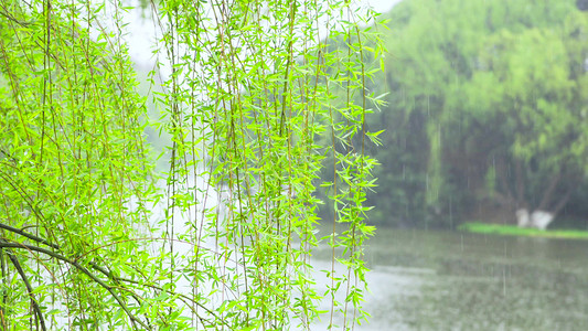 春天风景春雨柳树枝条雨水