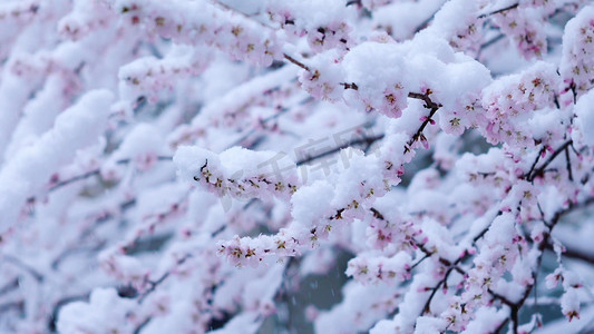 北方的冬天摄影照片_初春大雪纷飞盛开的樱花树