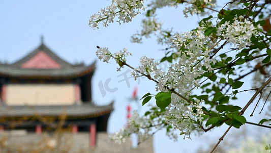 西安旅游主图摄影照片_春天西安城墙下盛开的丁香花紫丁香
