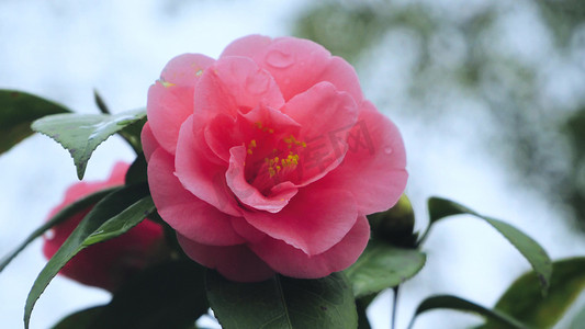 春天花卉粉色山茶花