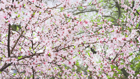 桃树开花摄影照片_春天风景花朵粉色桃花桃树开花