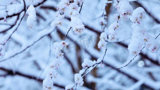 大雪纷飞中的樱花树枝