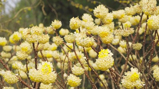 自然风景摄影照片_春季花朵盛开的金色结香花