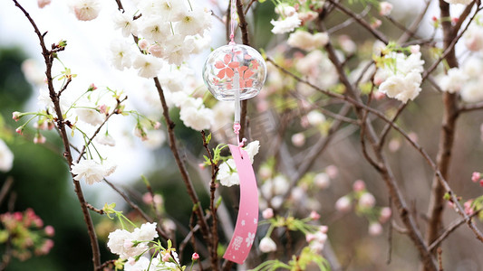 春天挂在白色樱花树枝上的风铃
