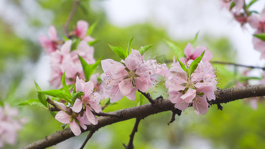 春天摄影照片_春季植物花朵盛开桃花
