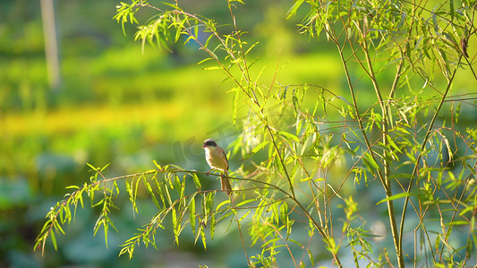 小鸟吃虫子摄影照片_树枝上的鸟儿