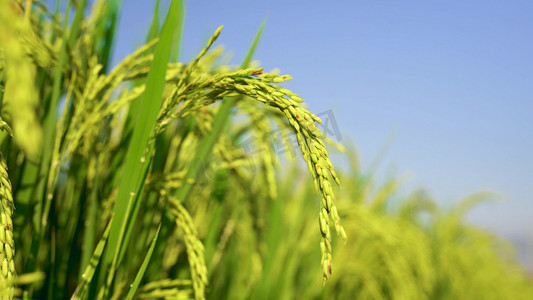 绿色弥散渐变摄影照片_金色绿色水稻稻穗稻谷特写