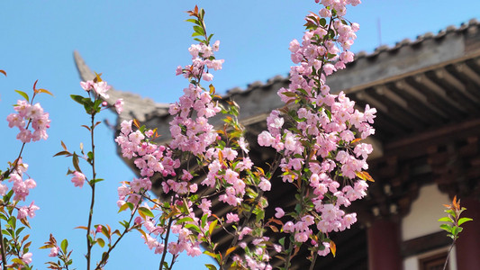 春天古建筑房屋屋檐旁盛开的樱花