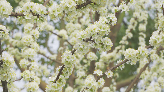 春季风景白色梨花